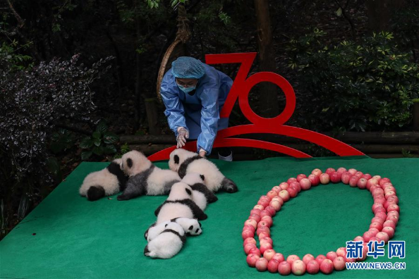 7只成都新生大熊猫齐亮相庆祝国庆
